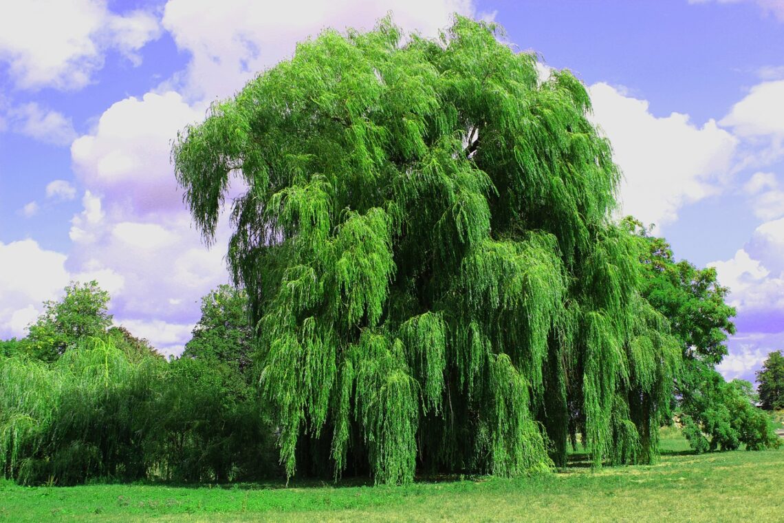 Weeping Willows