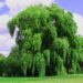 Weeping Willows