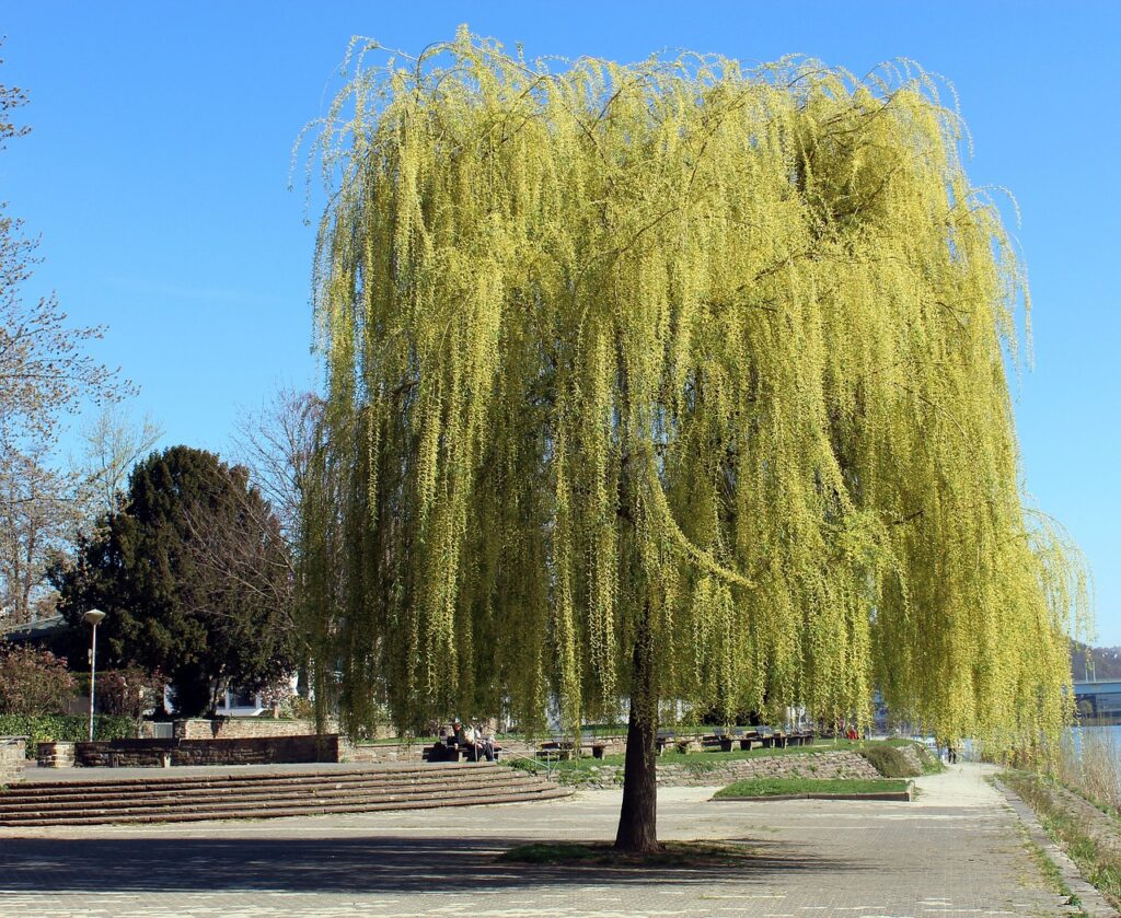 Weeping Willows