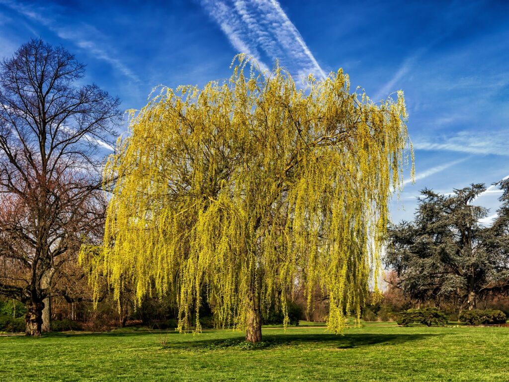 Weeping Willows