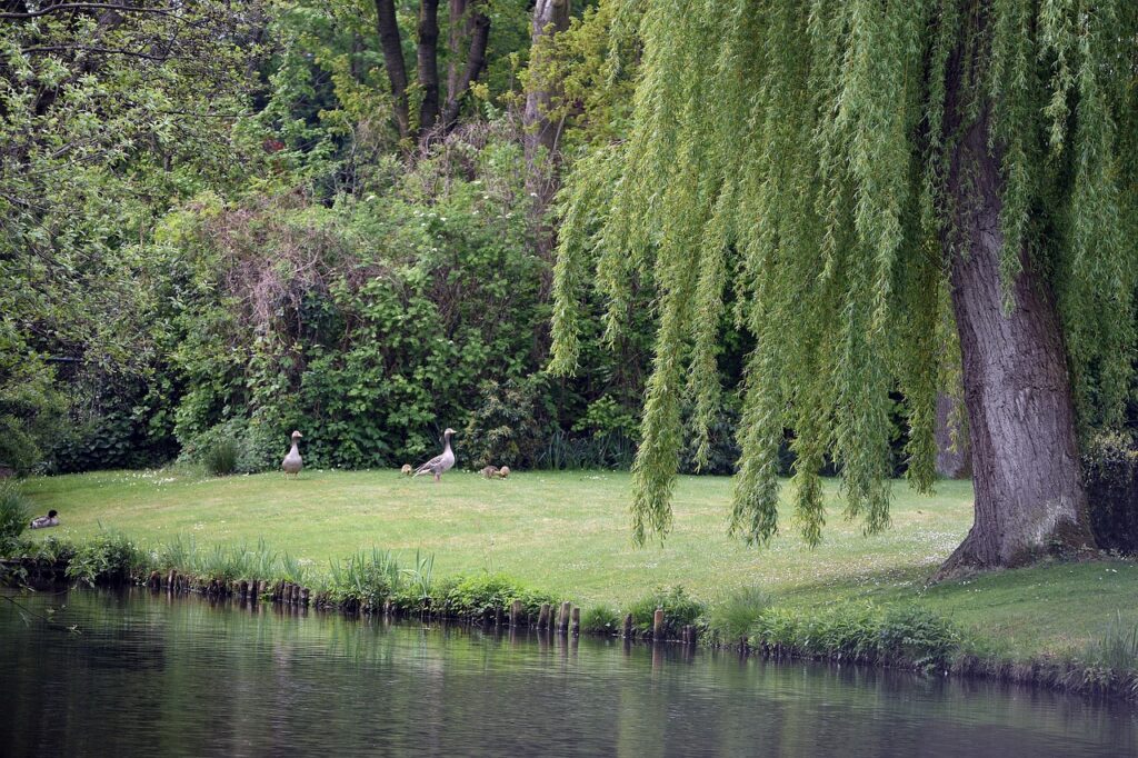 Weeping Willows