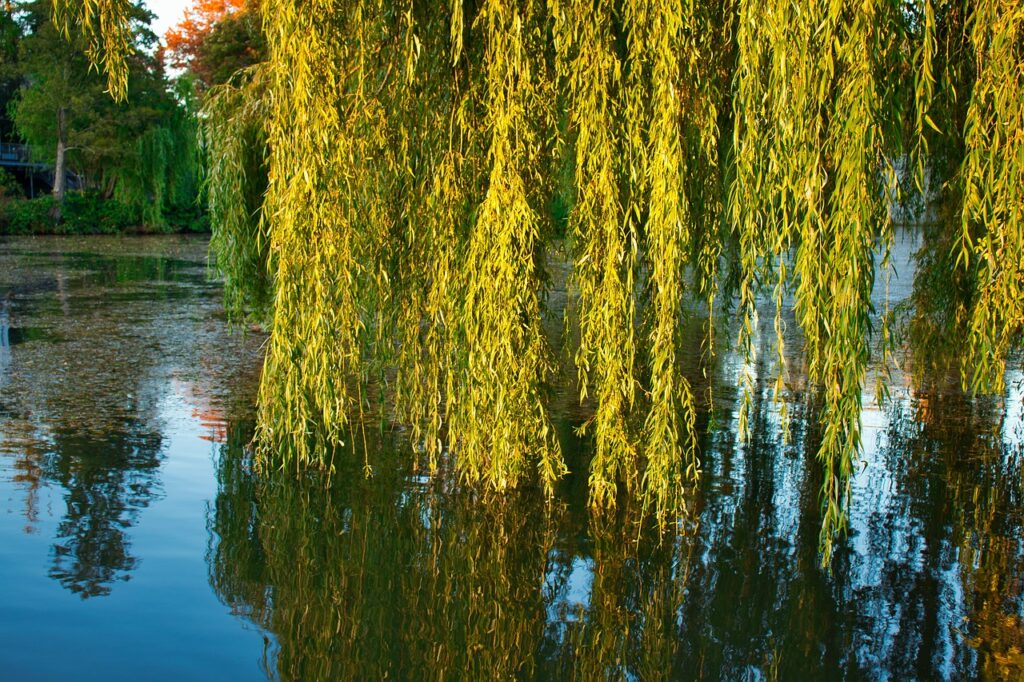 Weeping Willows