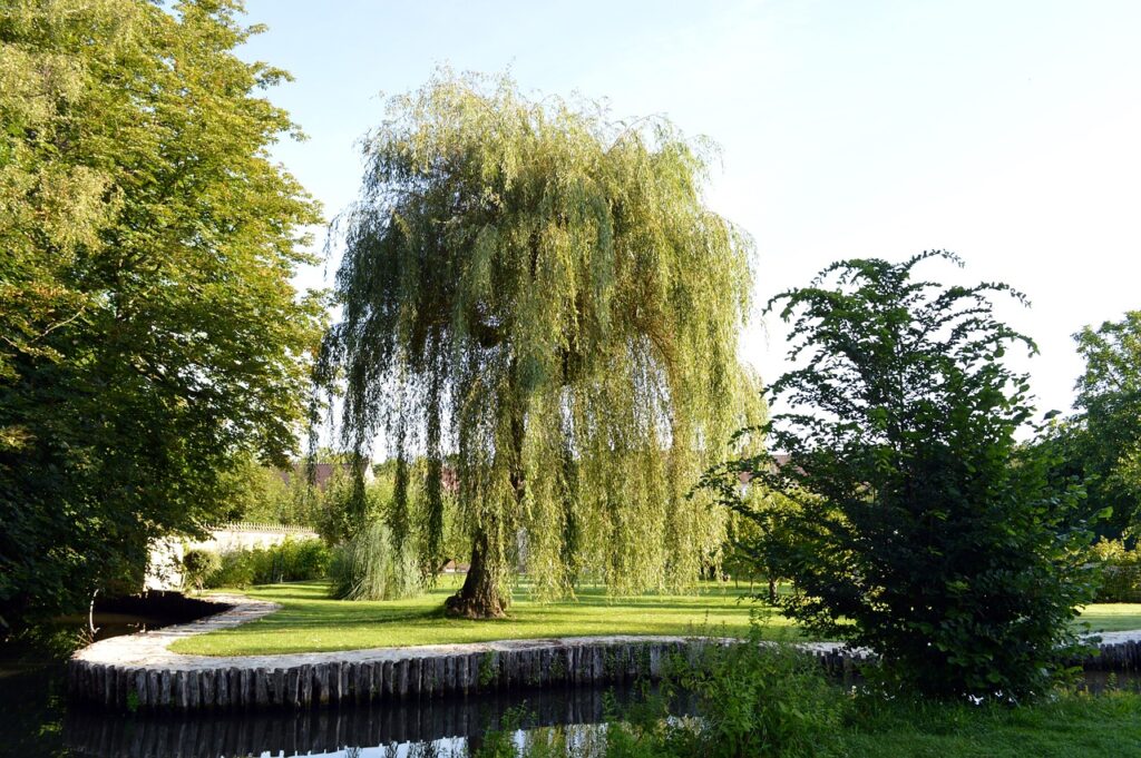 Weeping Willows