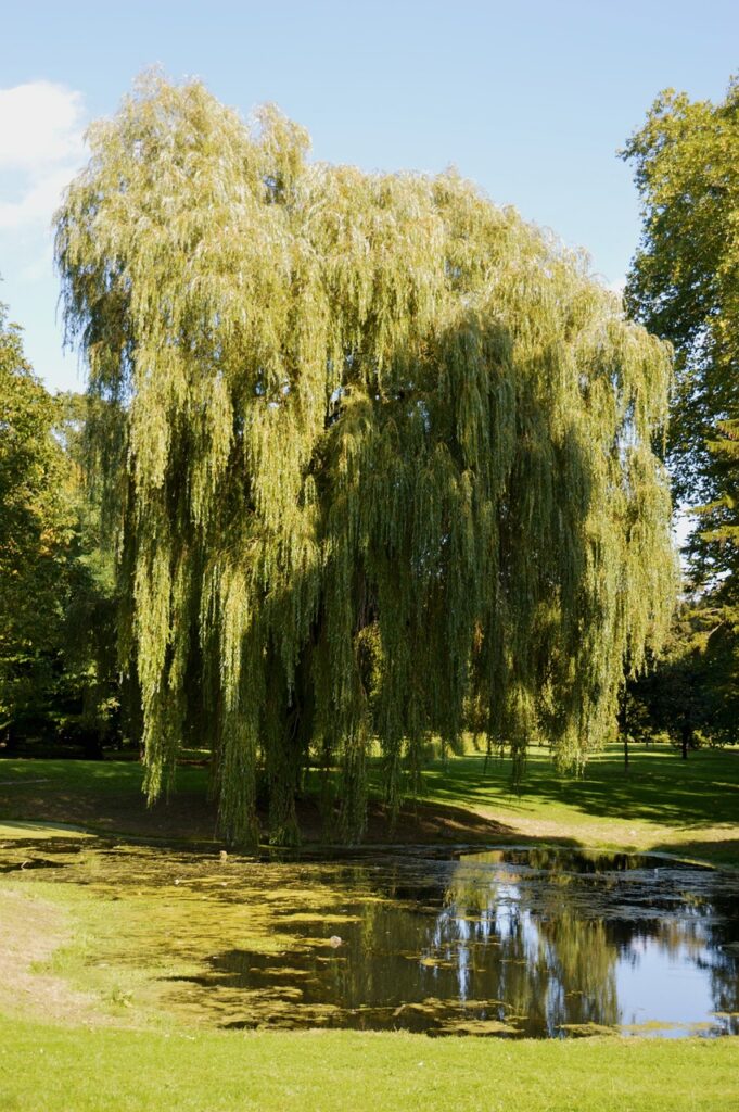 Weeping Willows