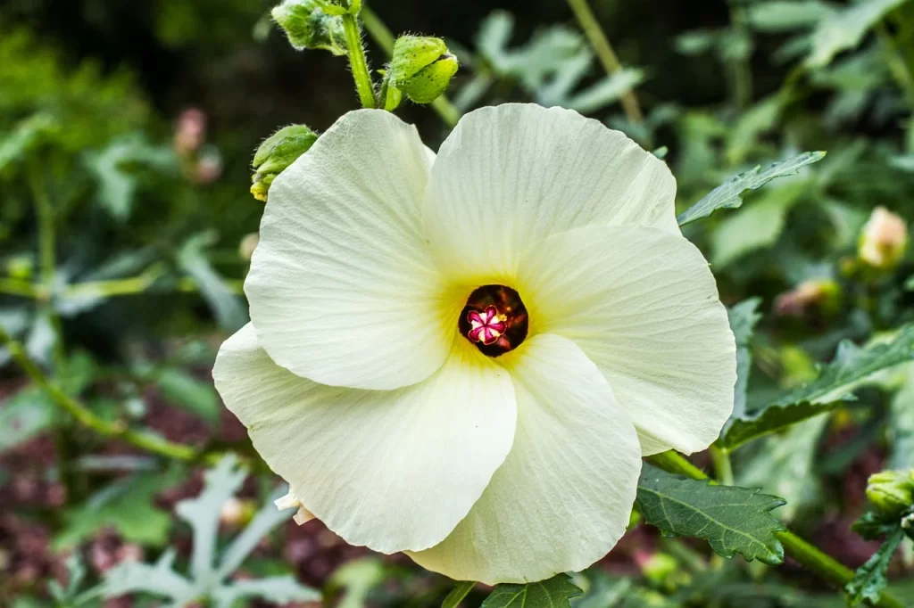 White Tropical Hibiscus