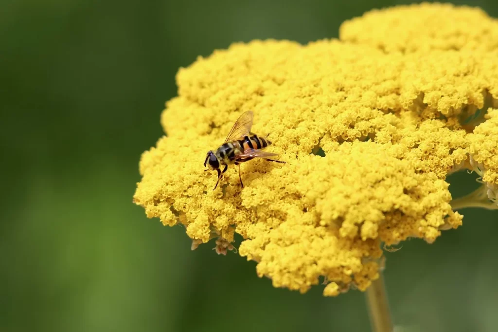 Yarrow 