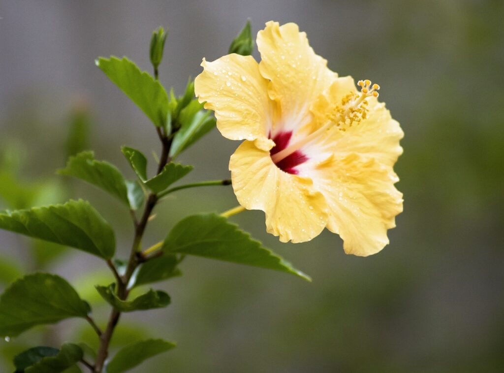 Yellow Tropical Hibiscus