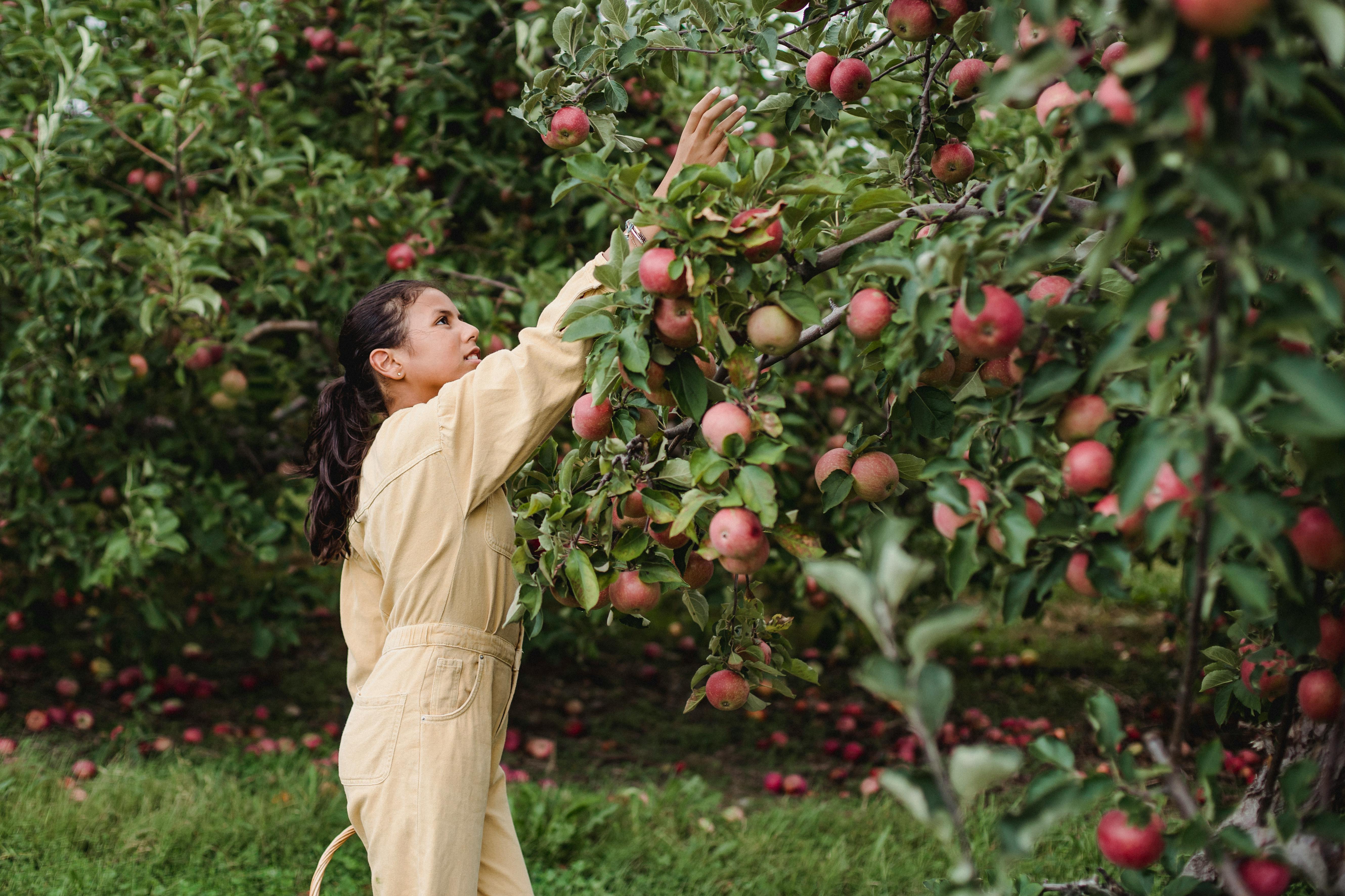 a girl picking apples