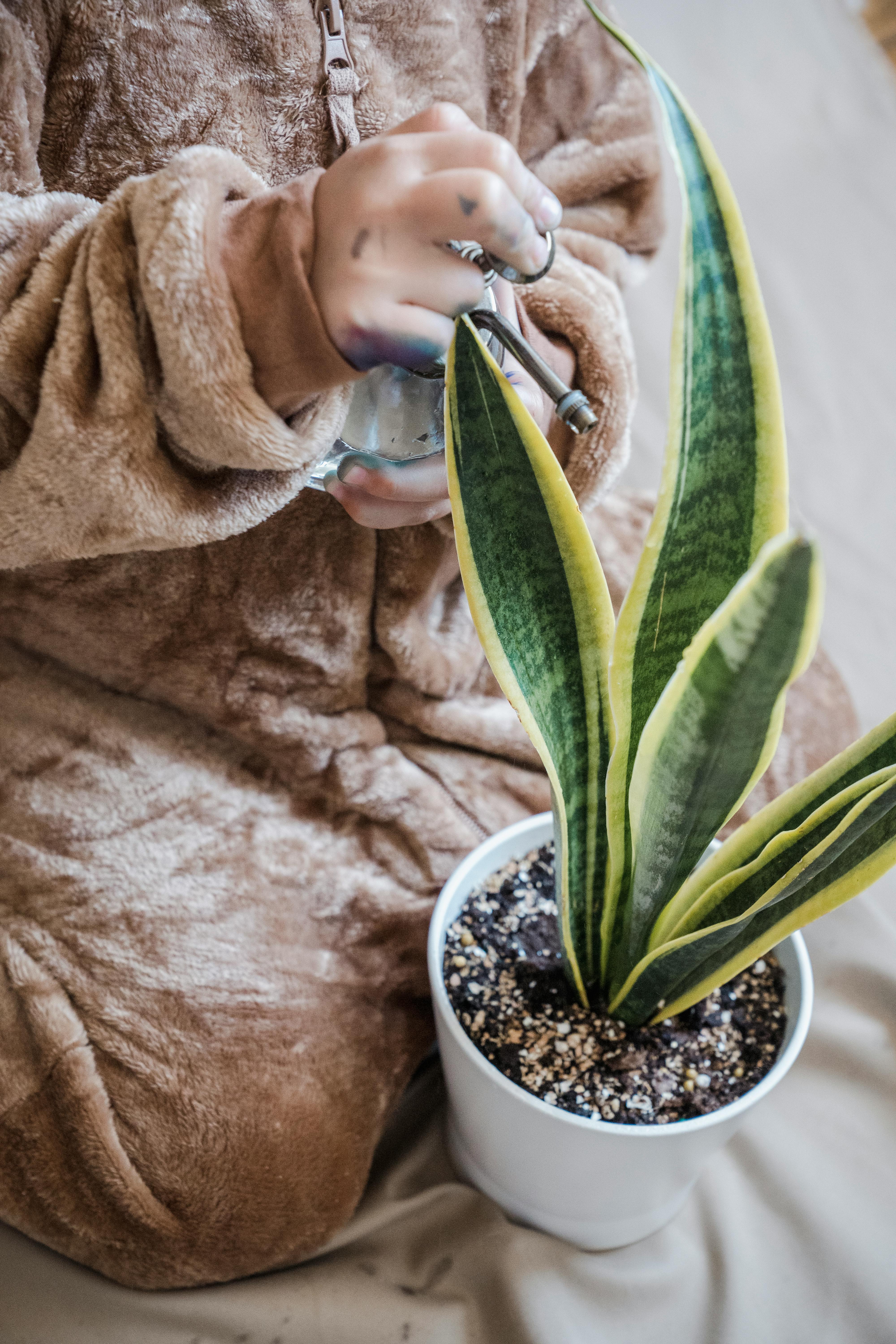 a woman touching snake plant