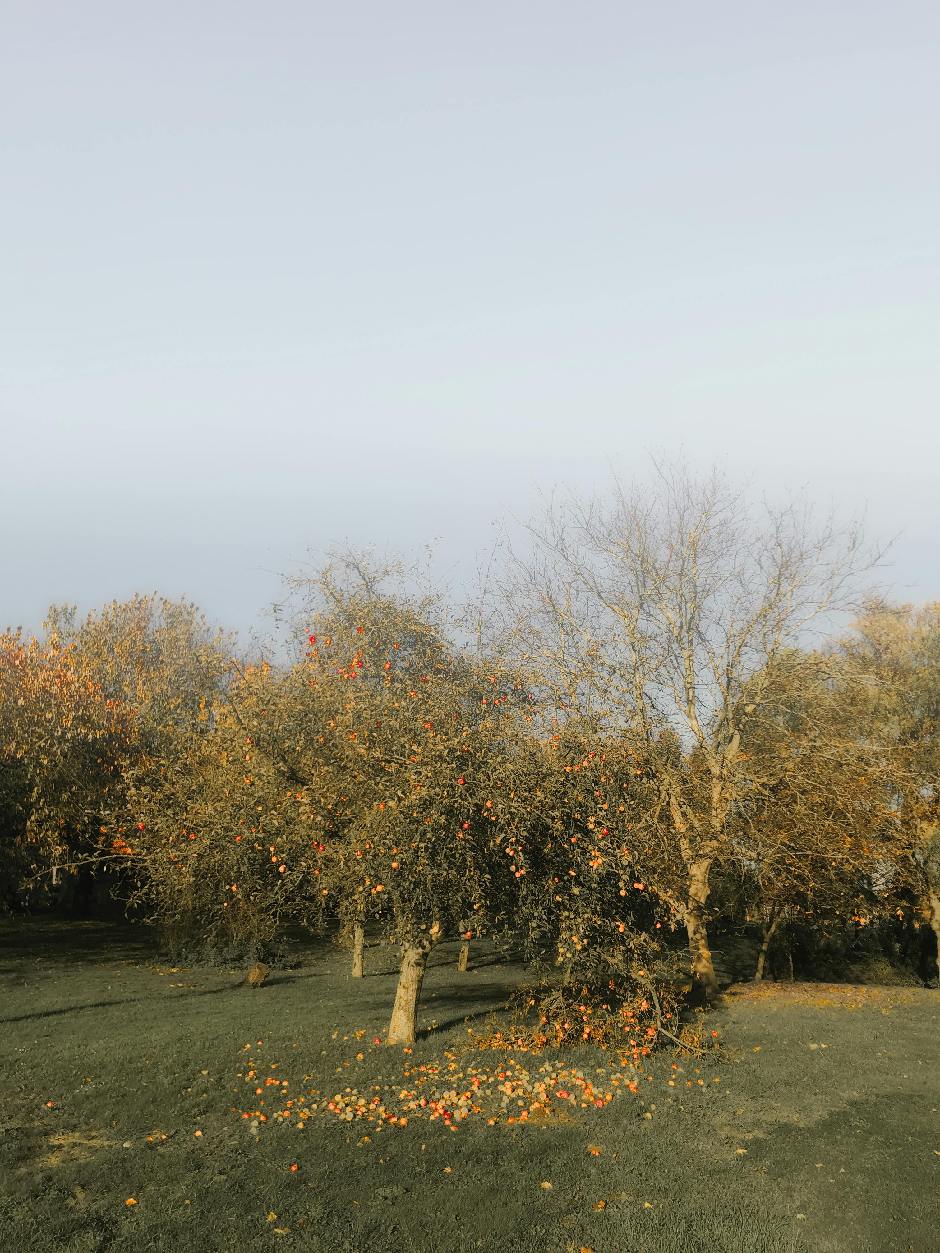 apple orchard with many trees