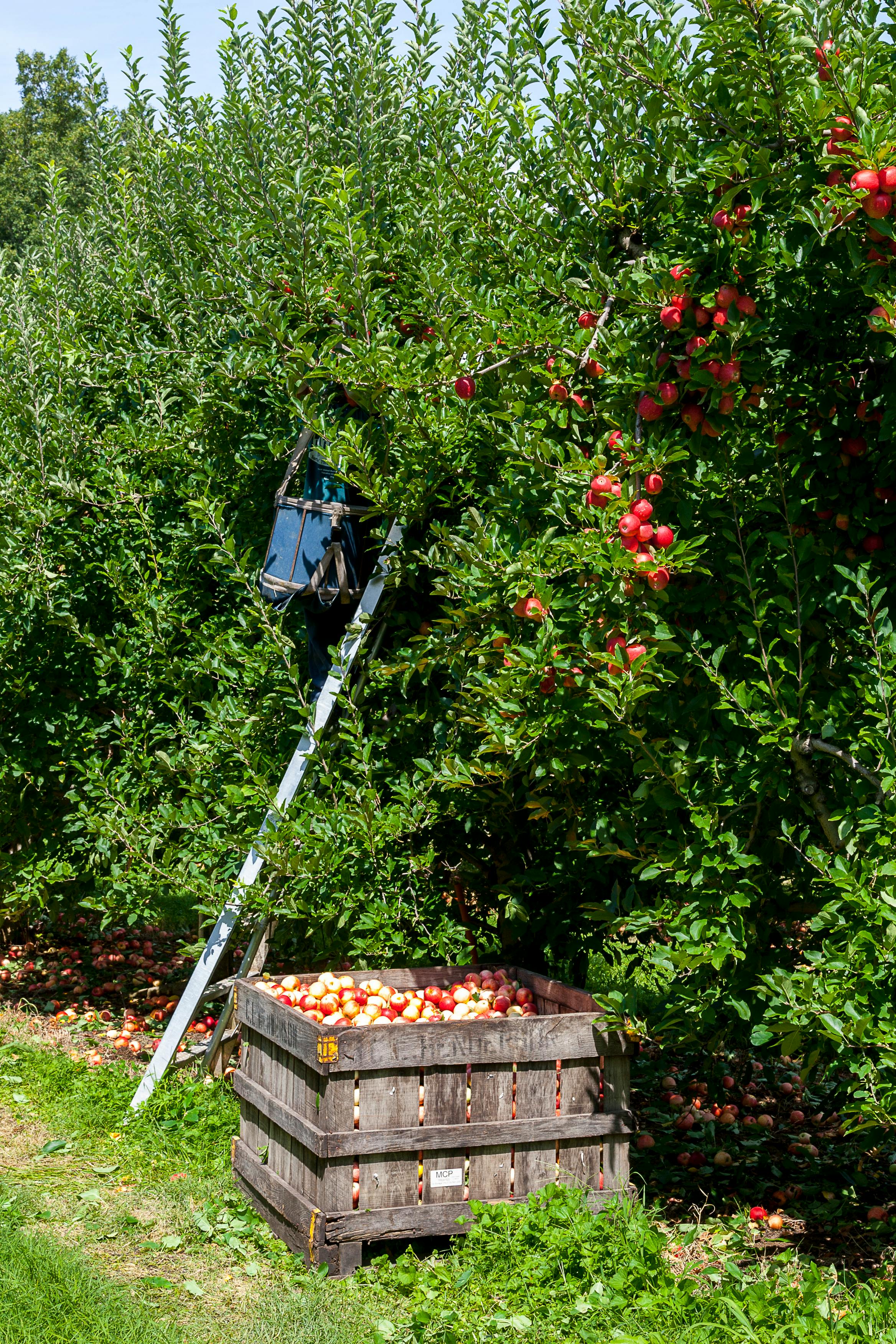 apple orchard