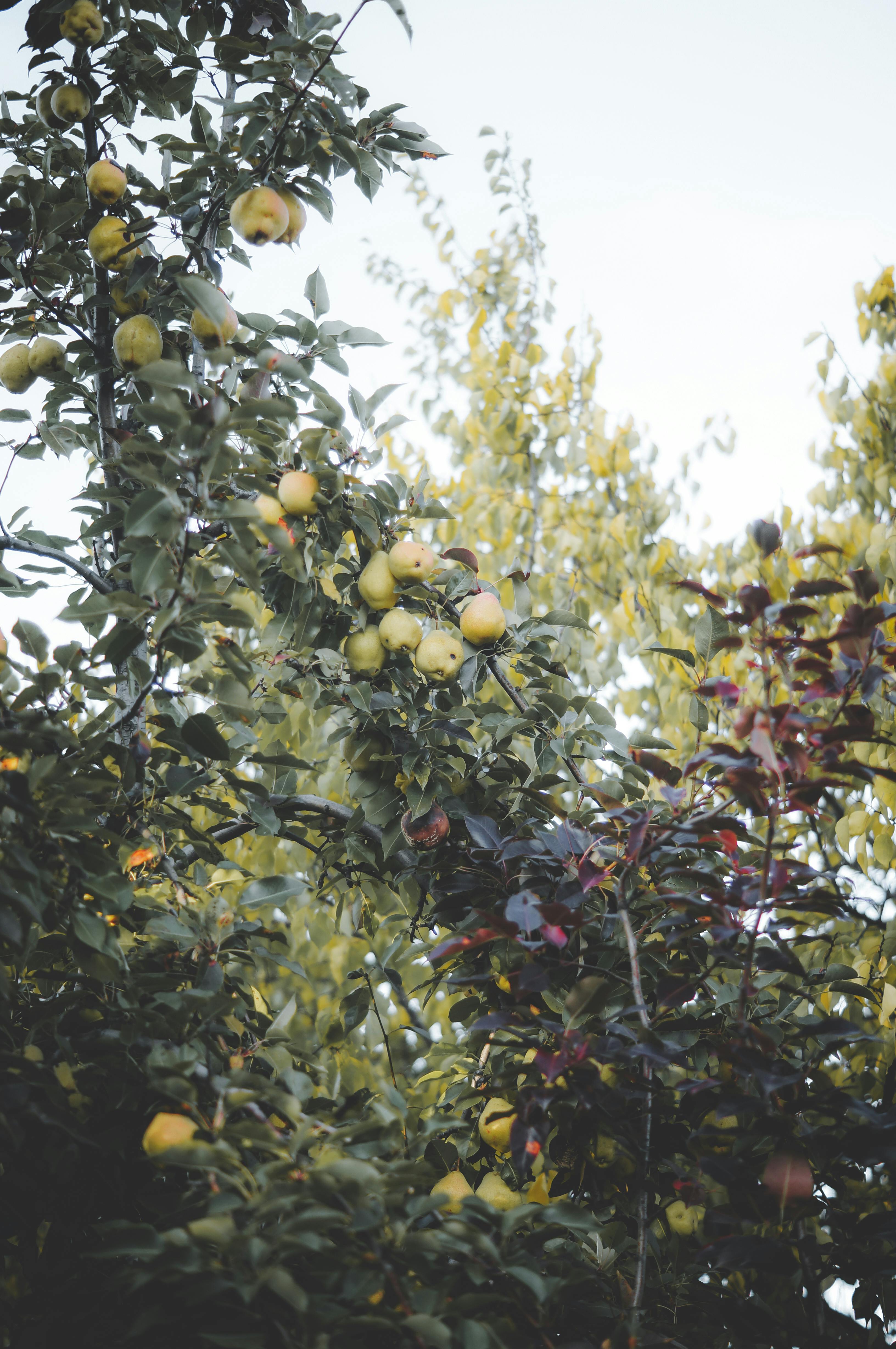 apple tree with green apples