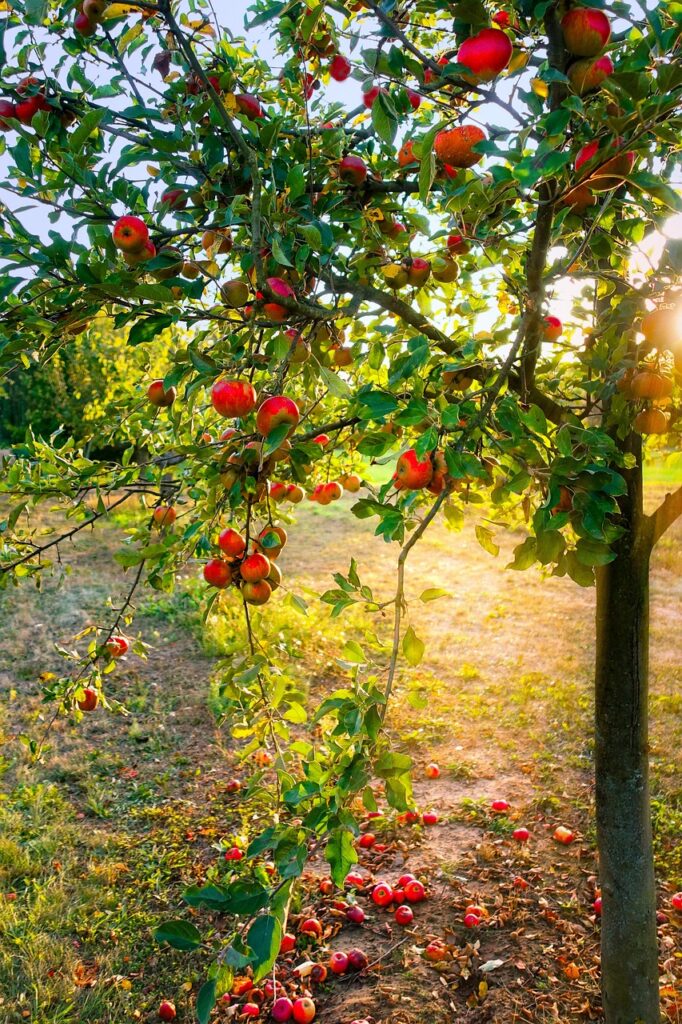 apples falling from tree