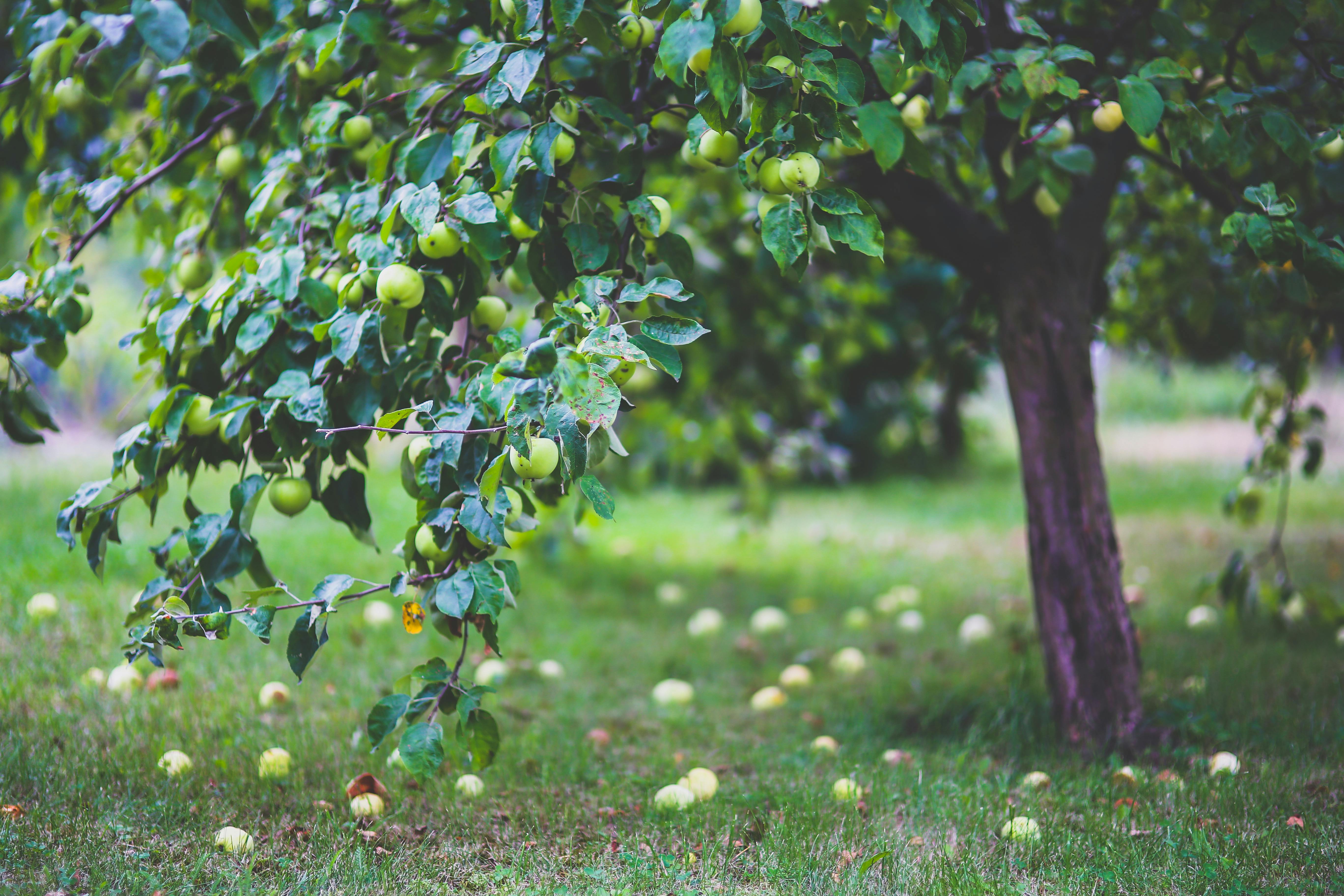 apples in an orchard with some on the ground