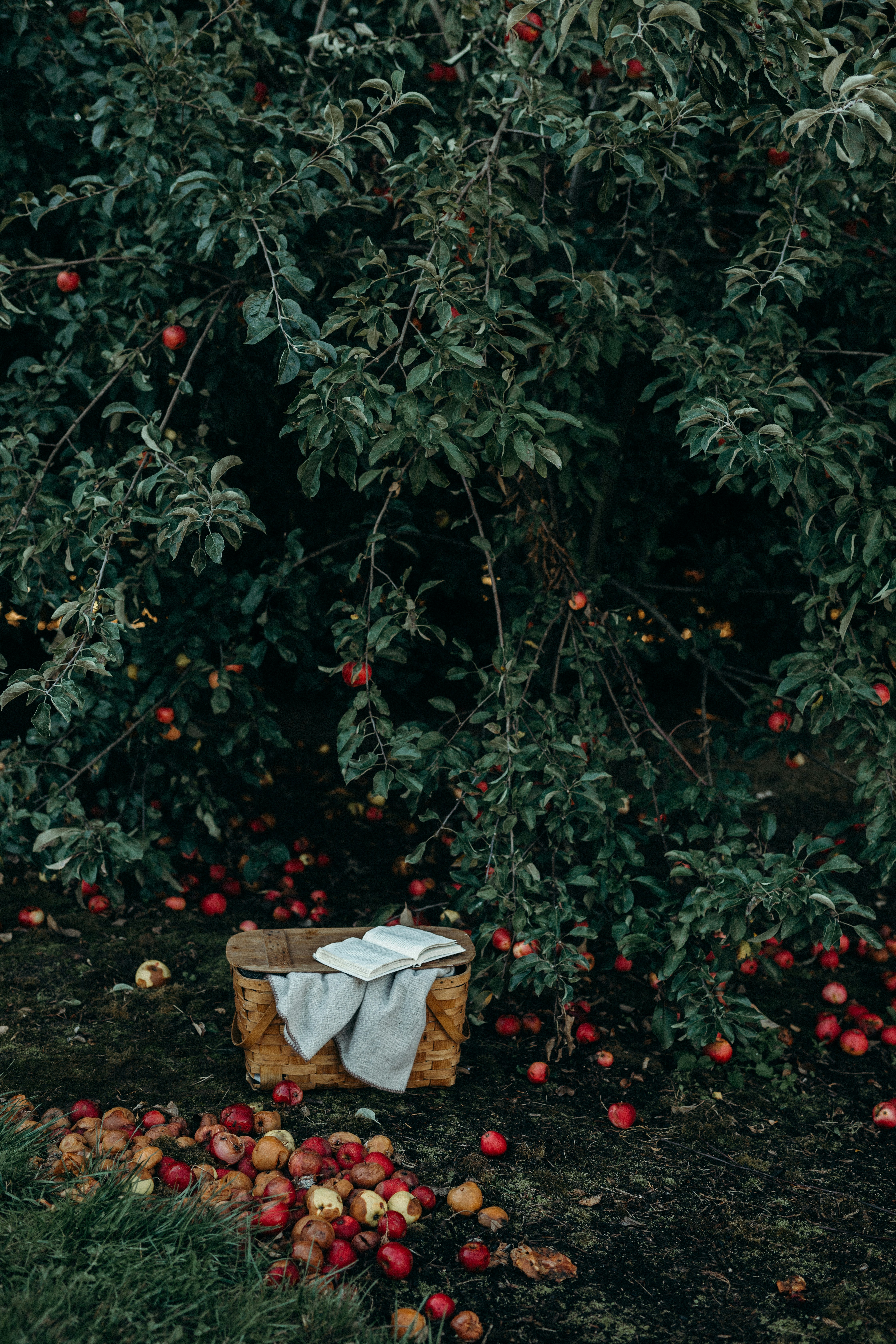 apples on the ground