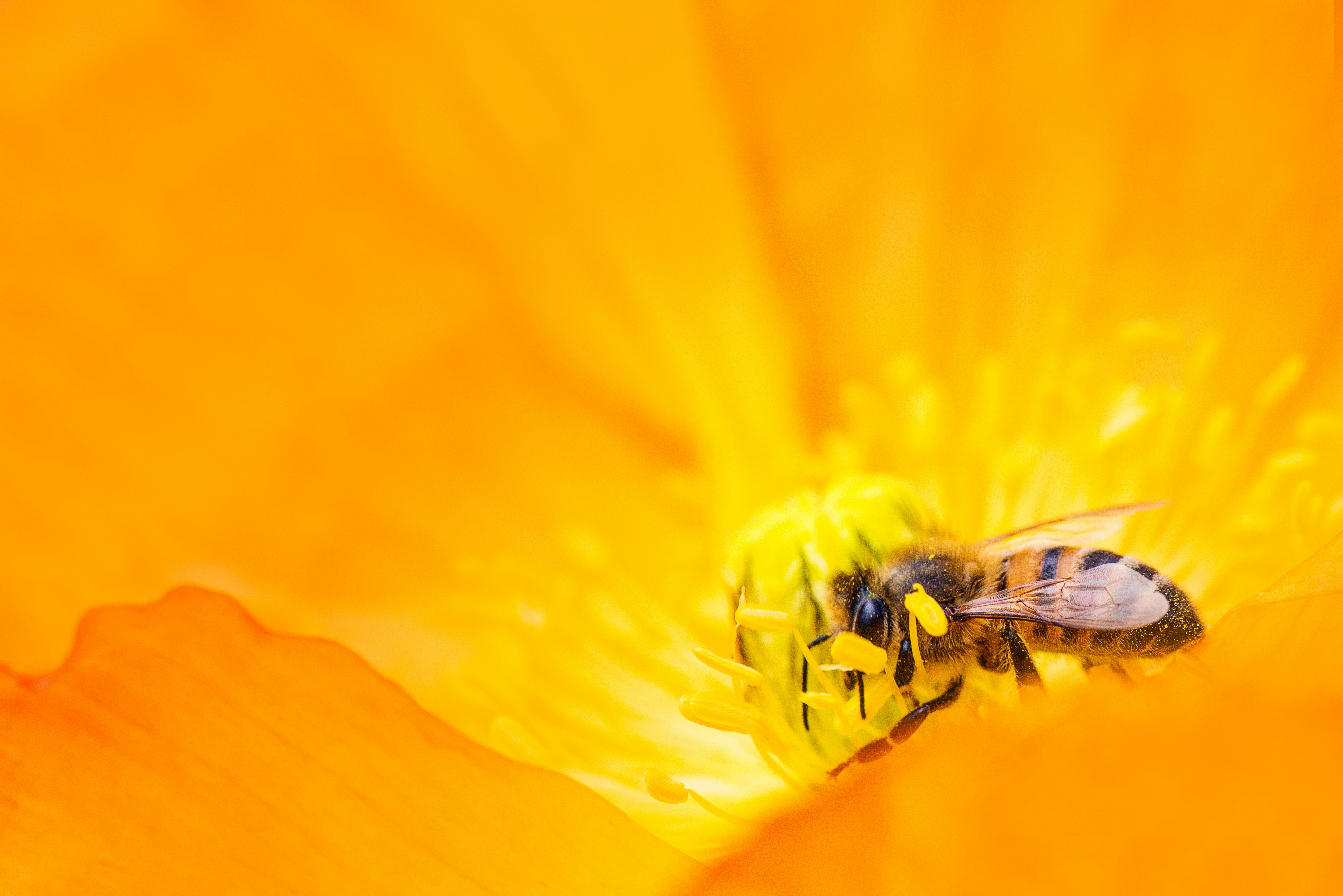 bee in a yellow flower