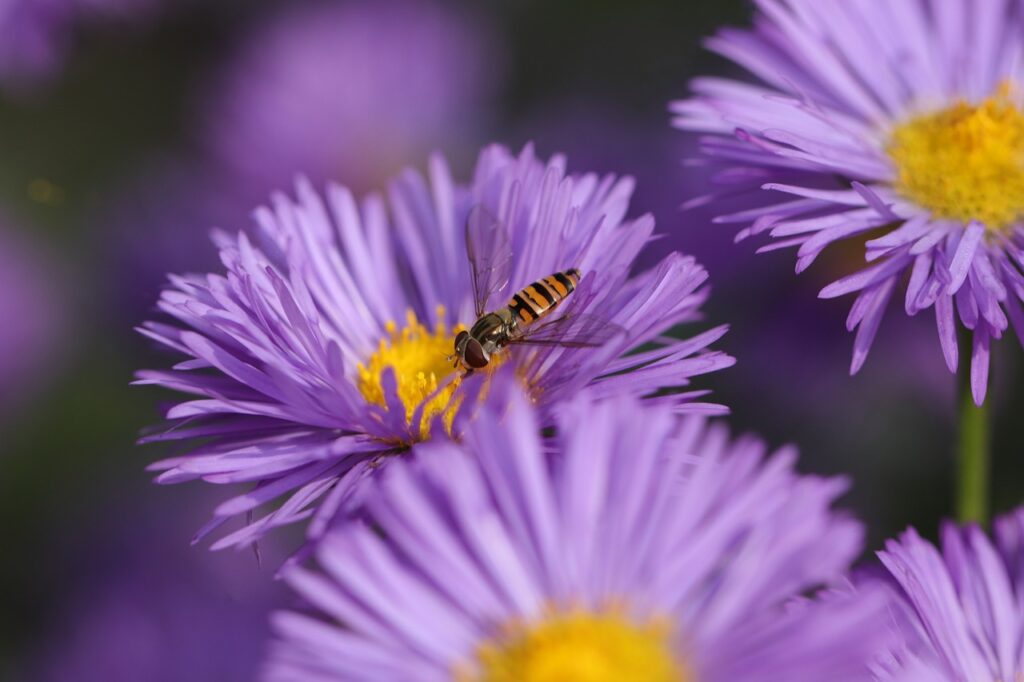 Tatarian Aster