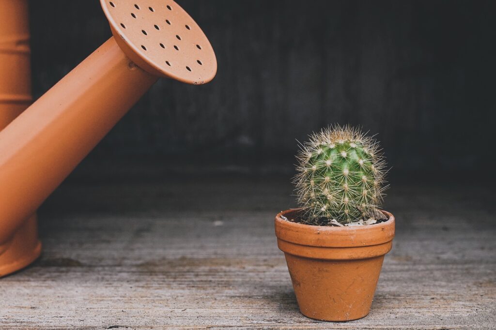 cactus in a drainage planter