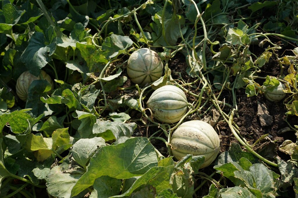 cantaloupe growing on ground