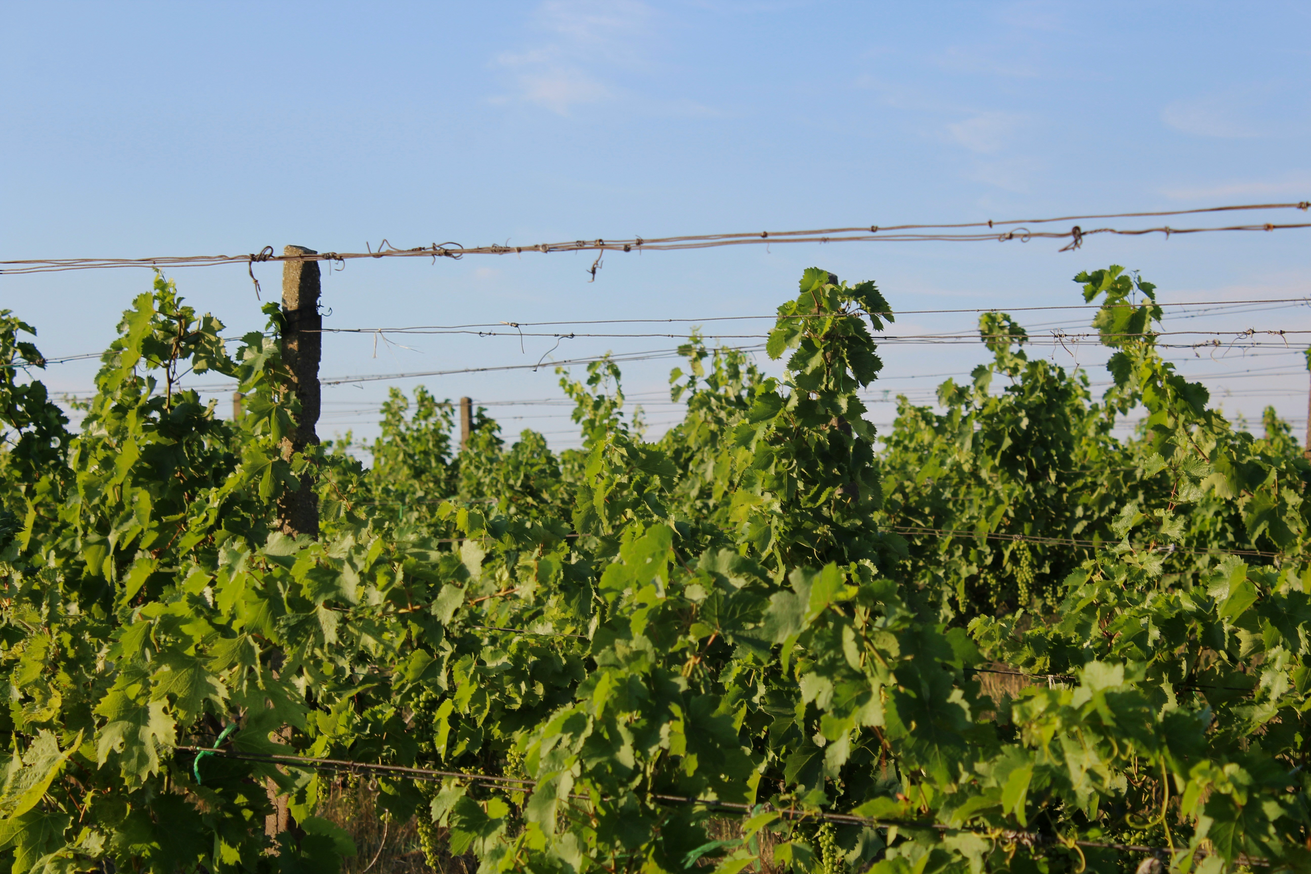 climbing vines