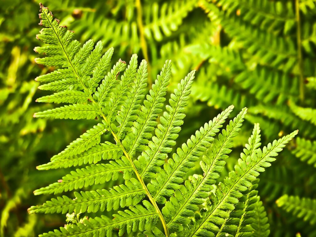 ferns