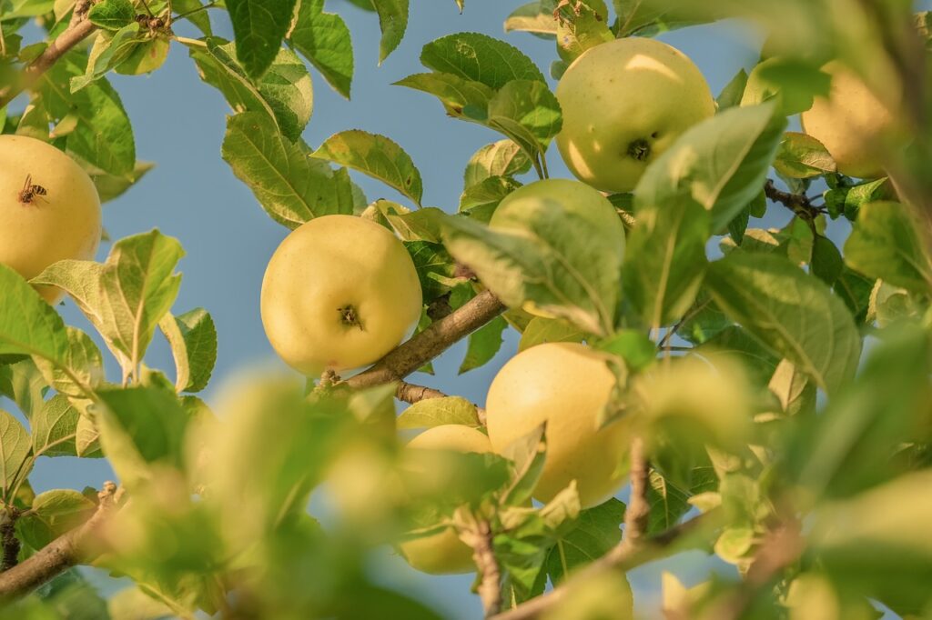 green apples