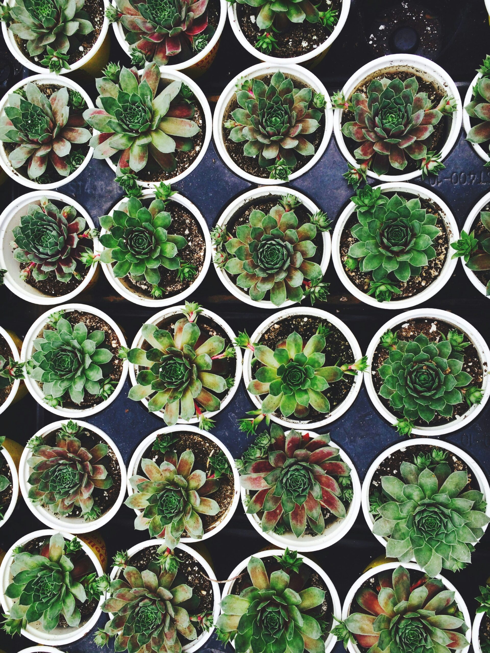 green succulents in a pot