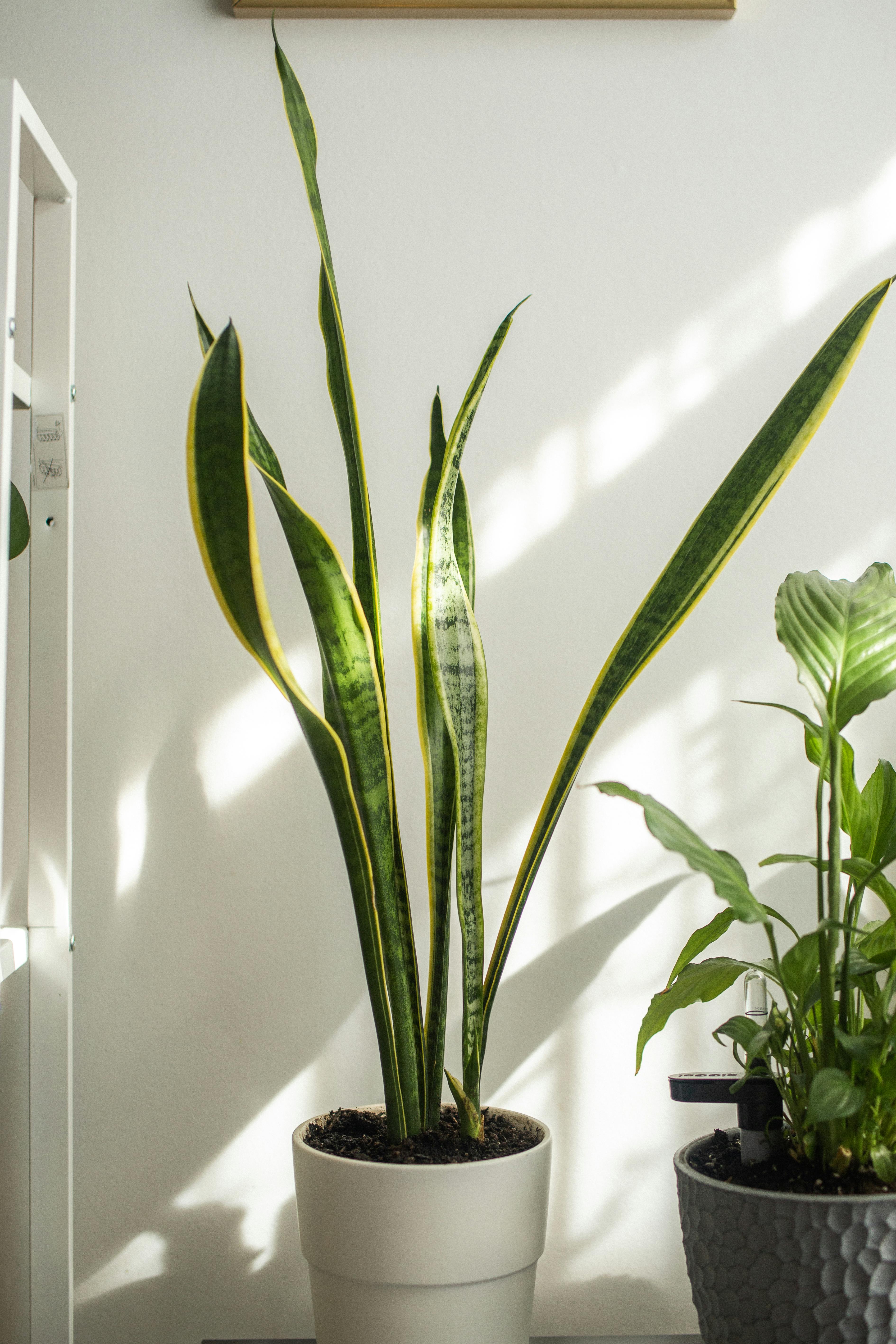 potted snake plant