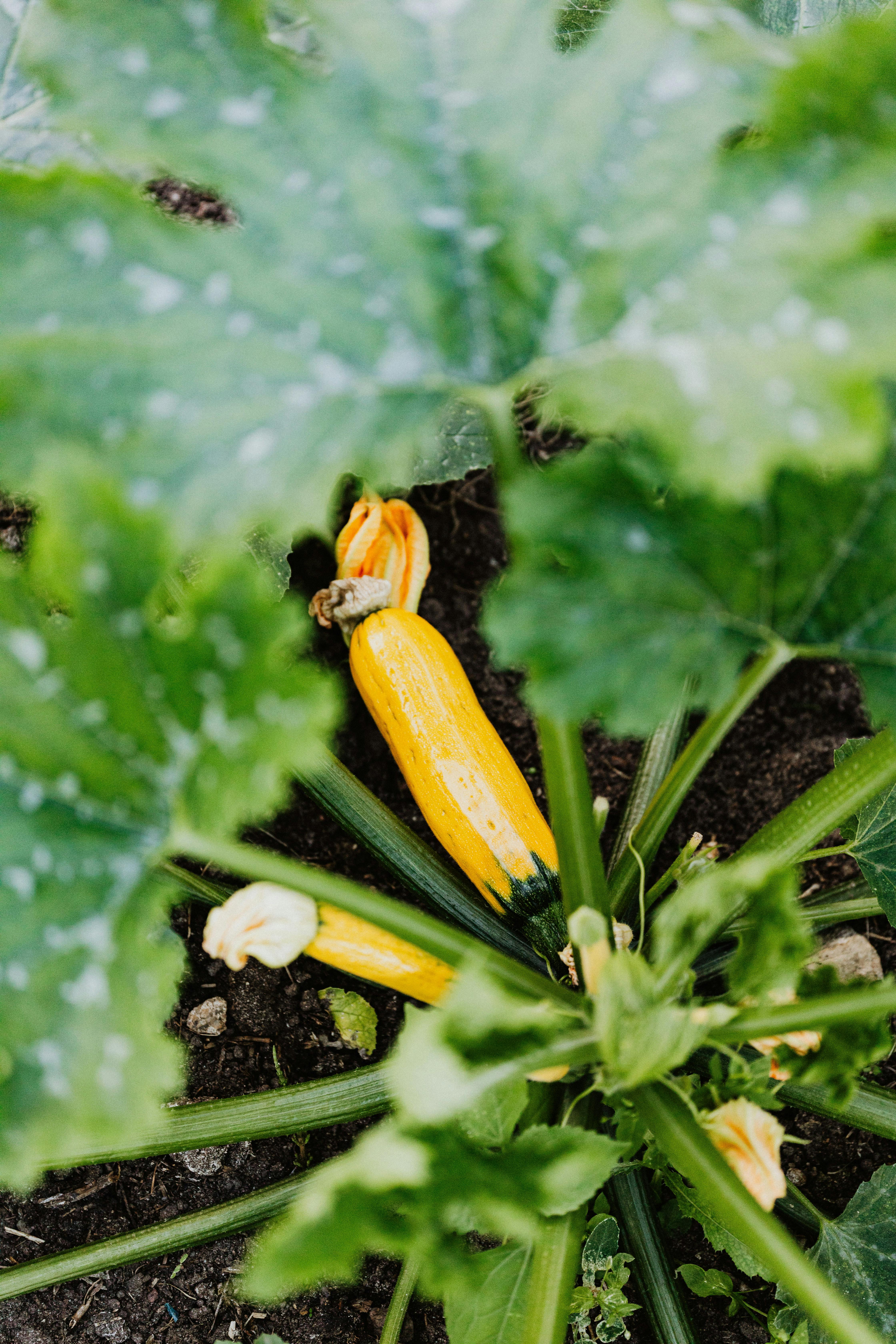 powdery zucchini plant