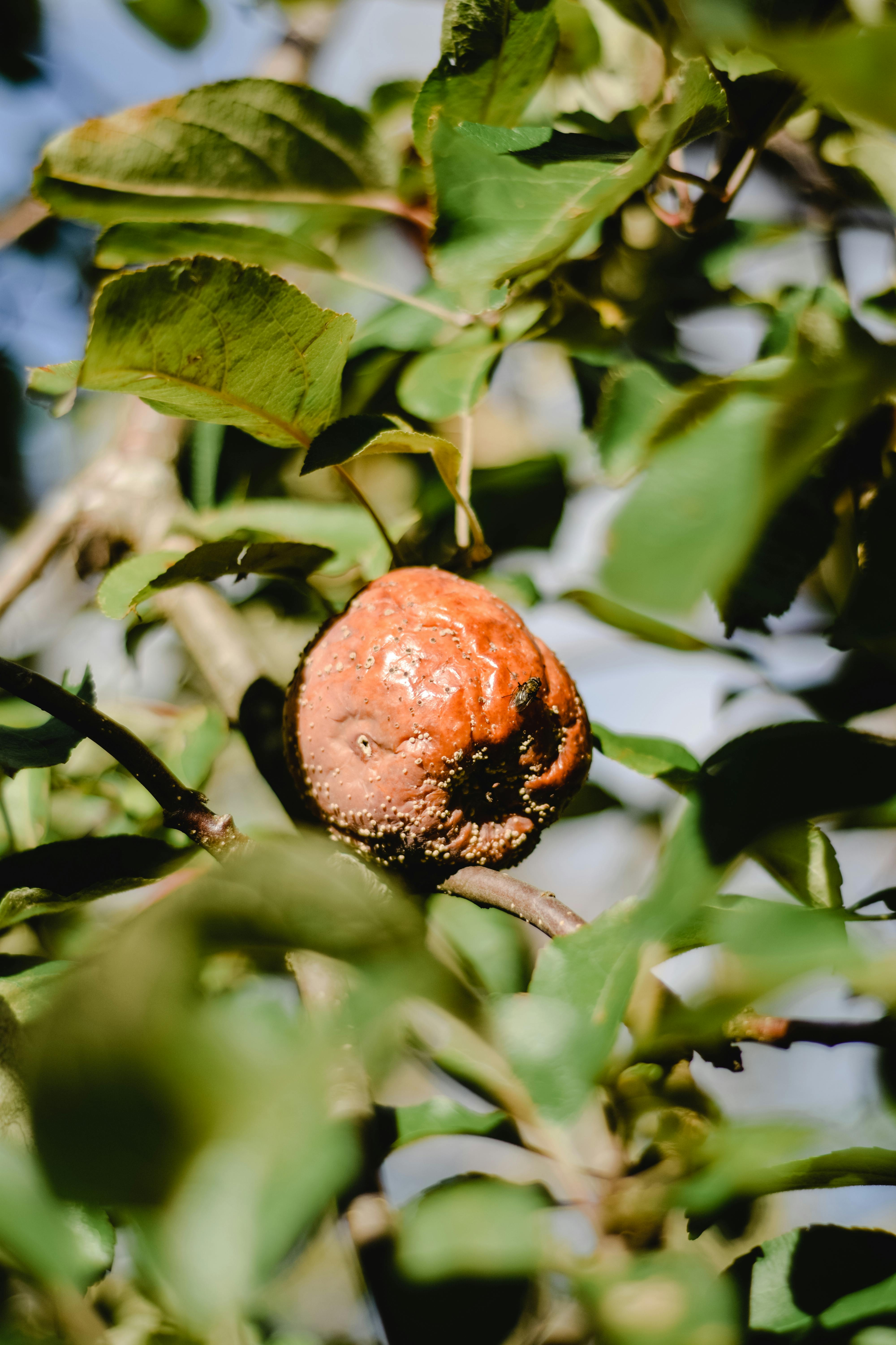 rotten apples