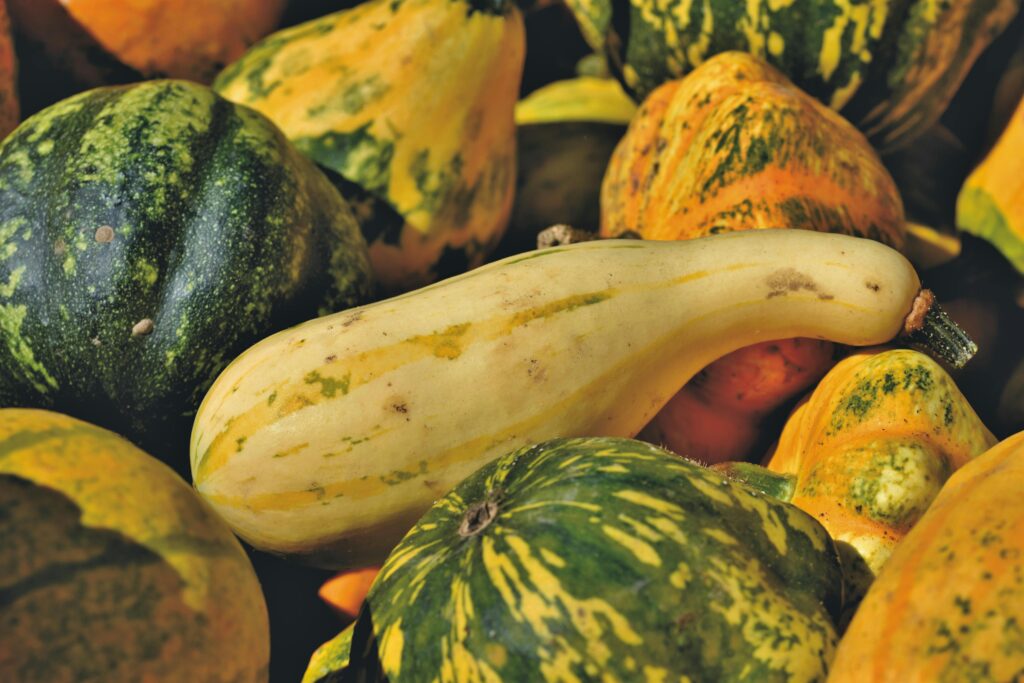 rotten squash on the ground