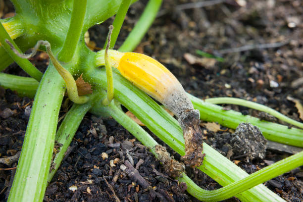 rotten zucchini 