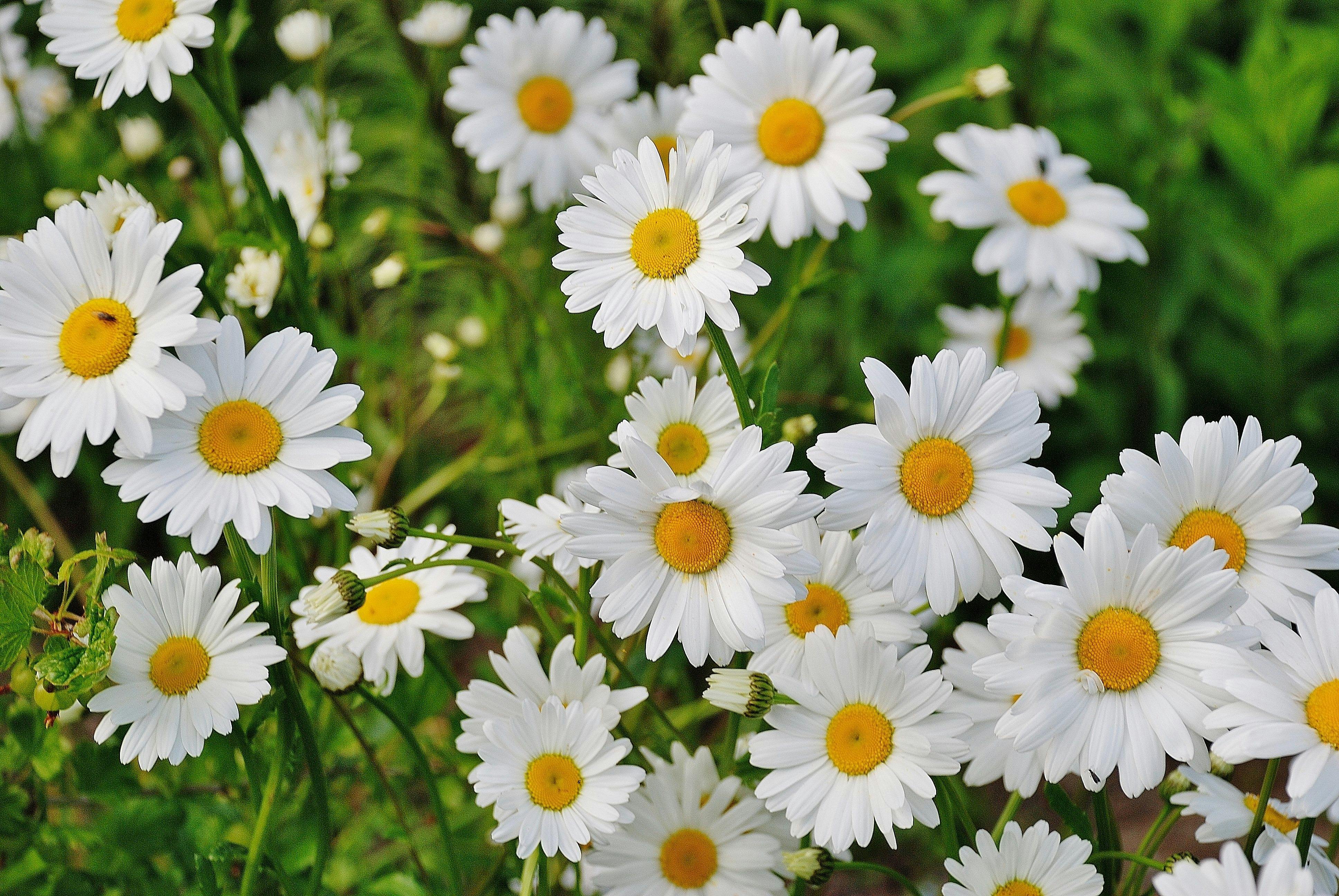 Swan River Daisies