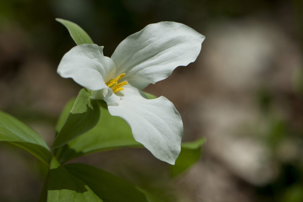 Trillium