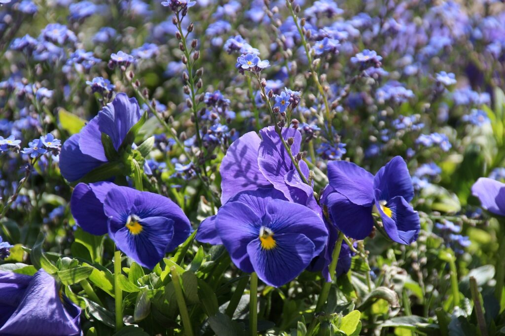 wishbone flower field