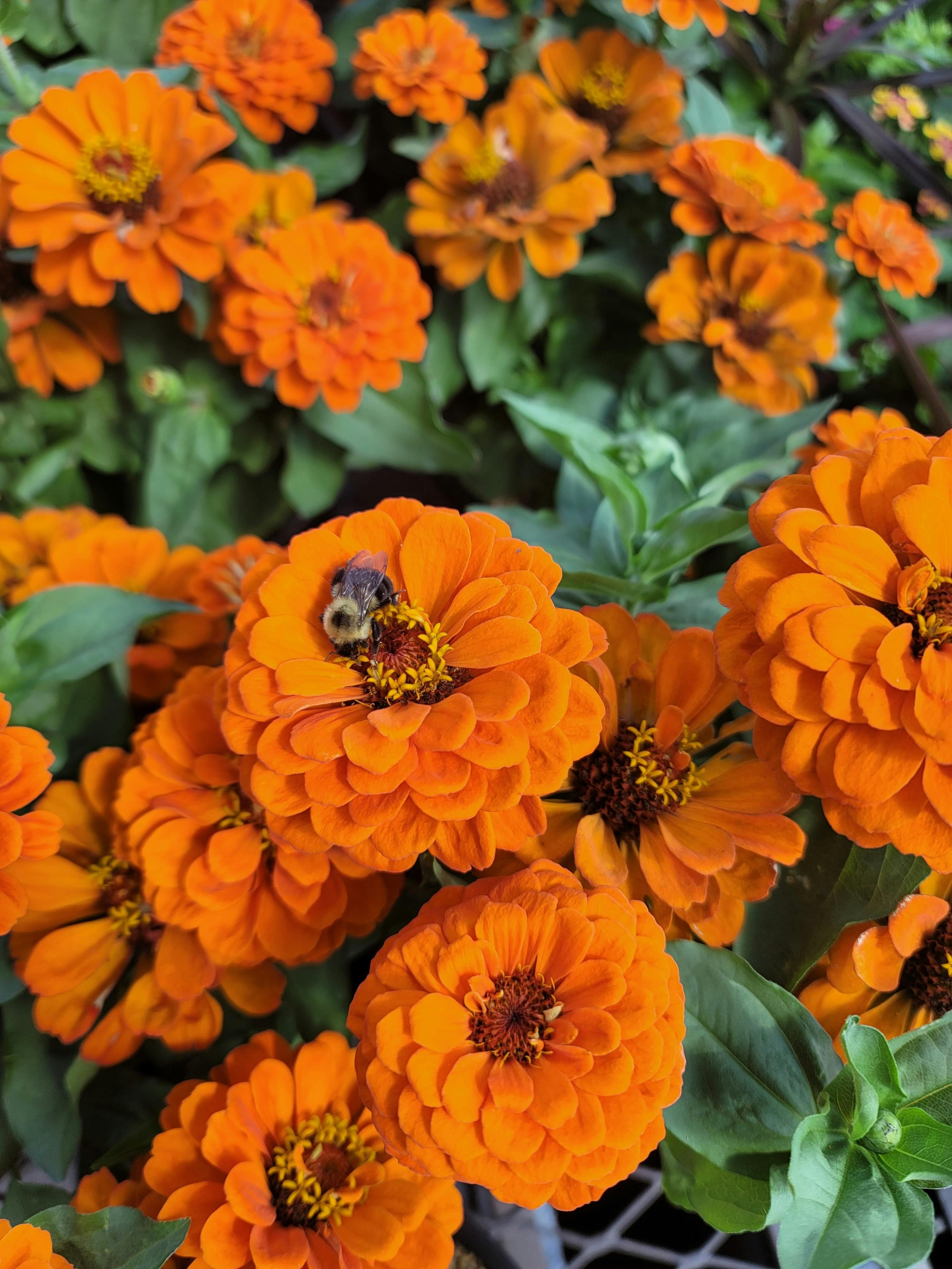 zinnias