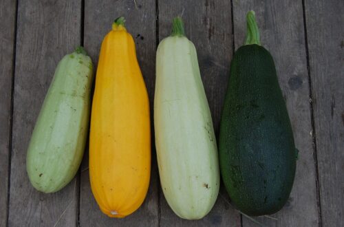 rotten squash on the ground