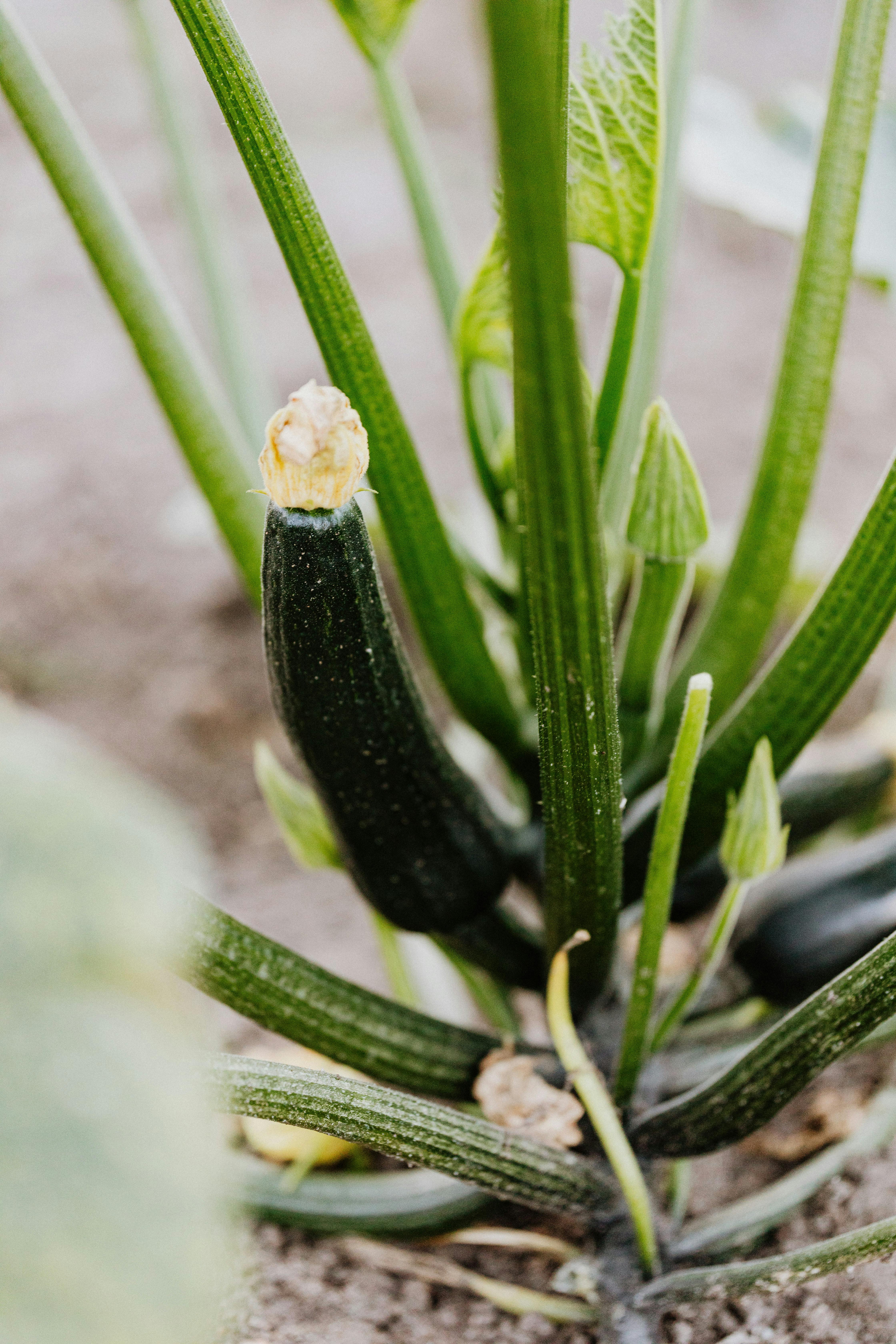 zucchini plant 