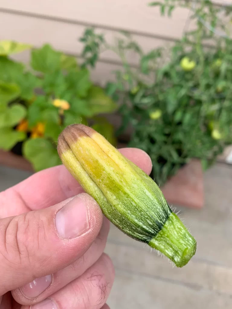 zucchini rot