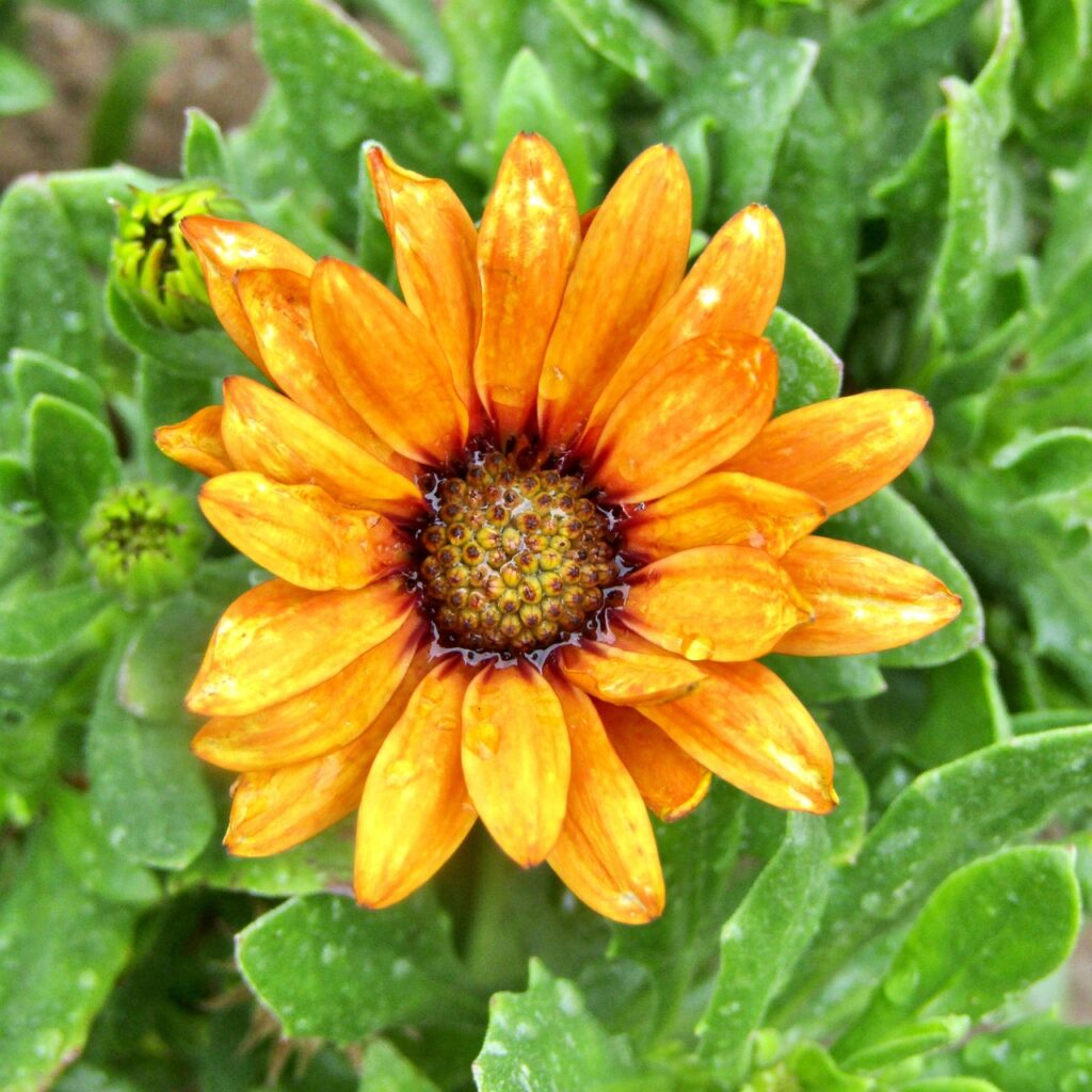 African daisies