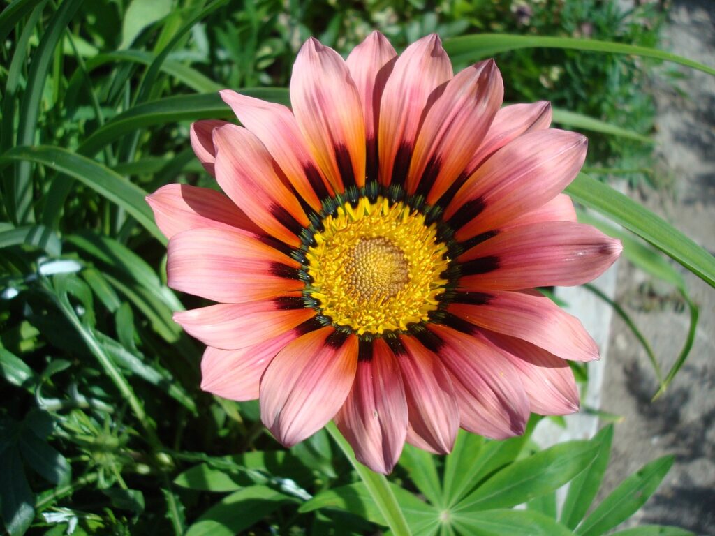 African daisies