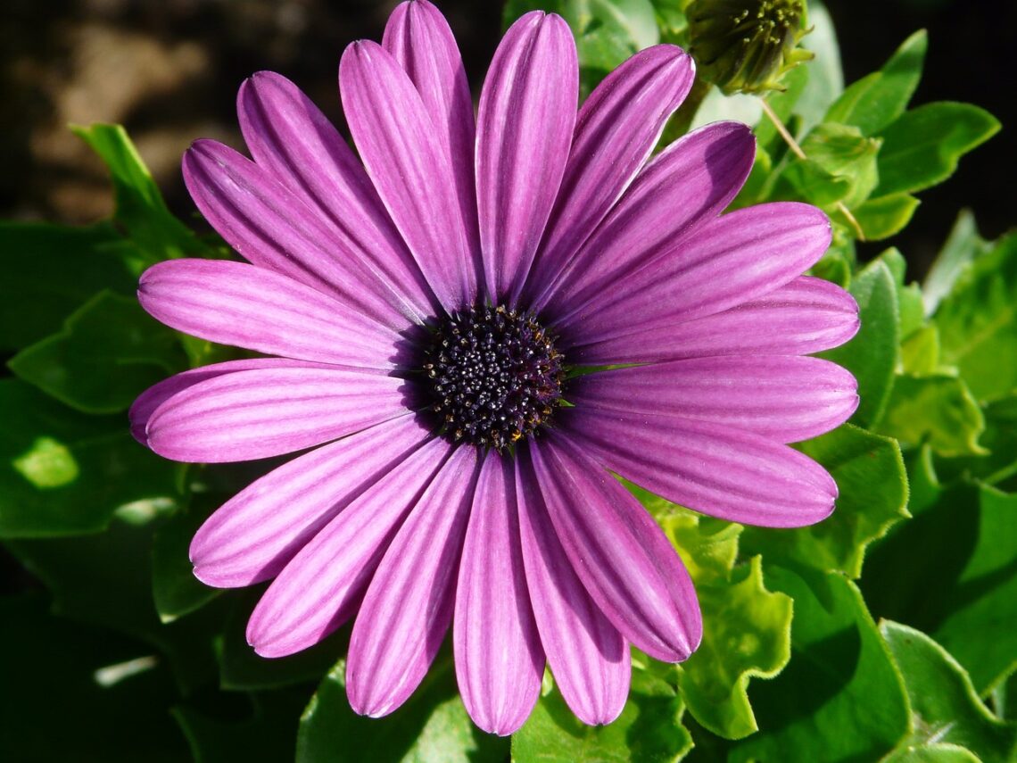 African daisies