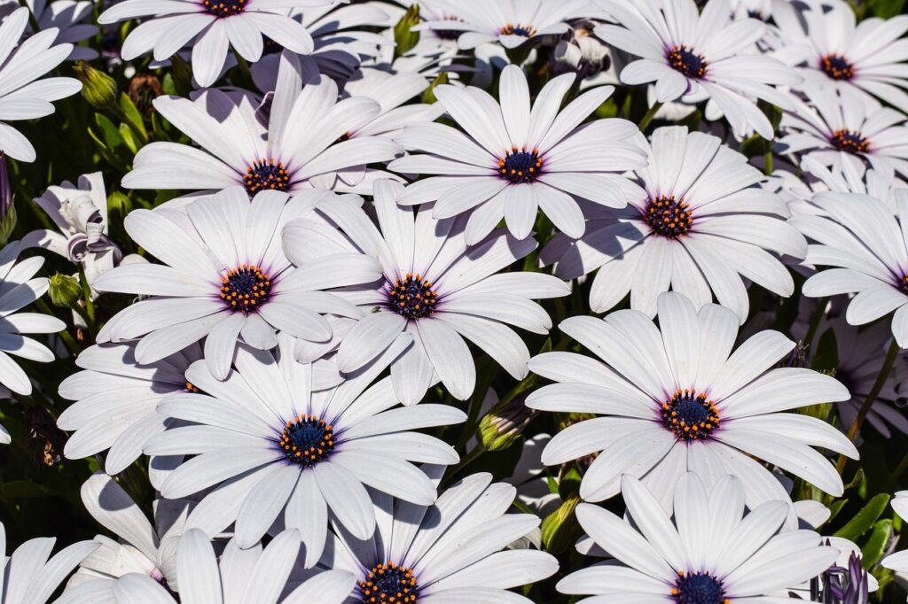 African daisies