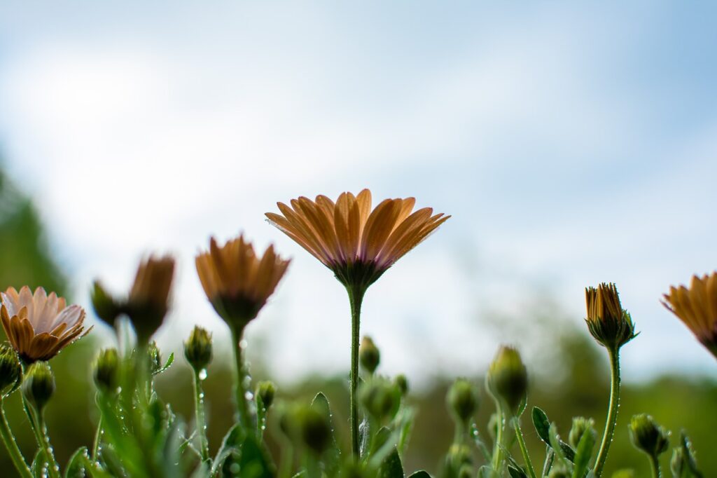 African daisies