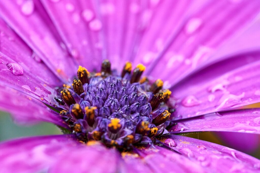 African daisies