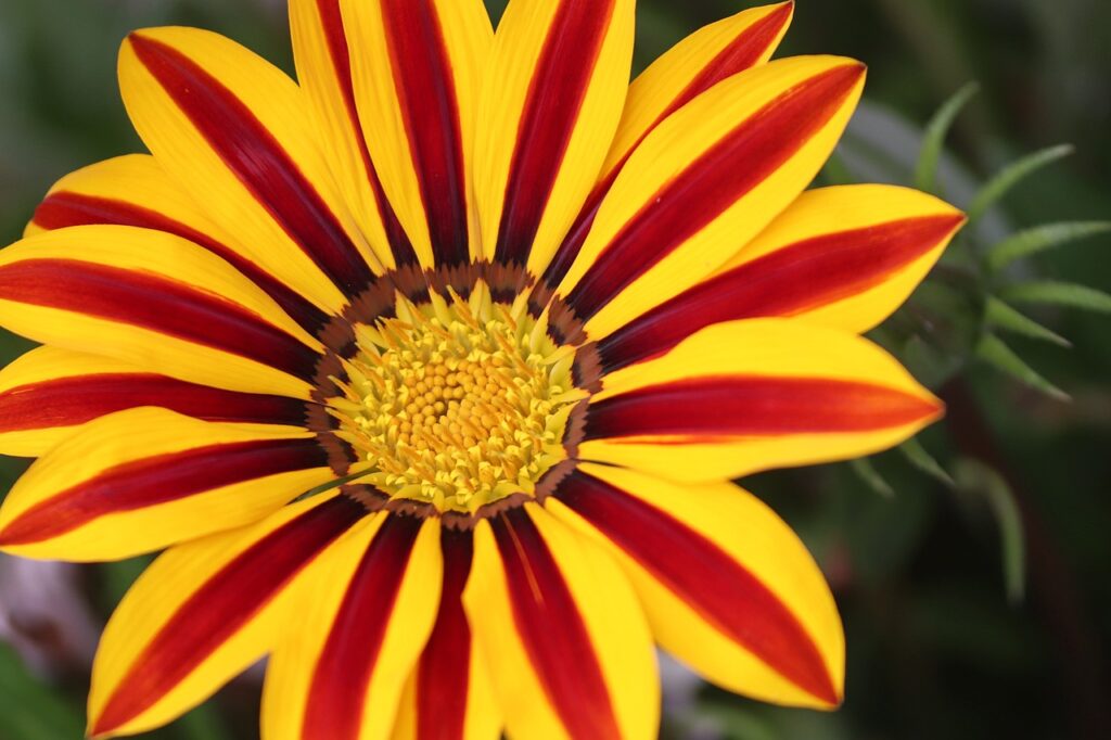 African daisies