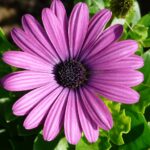 African daisies