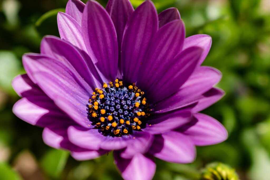 African daisies