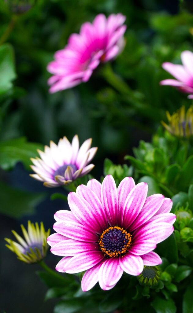 African daisies