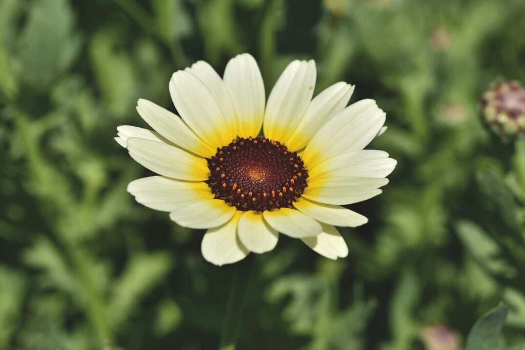 African daisies